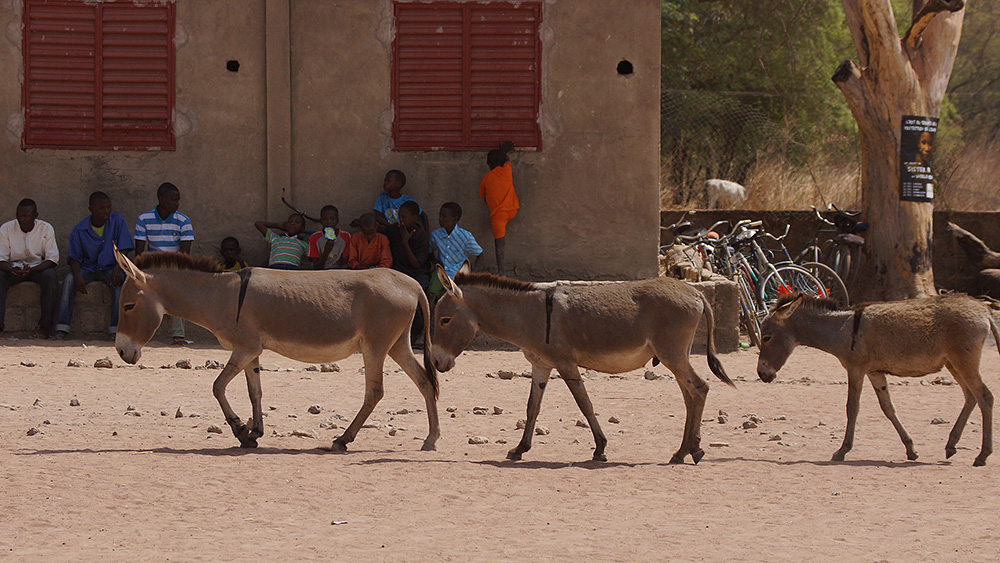 Senegal, Fotografie